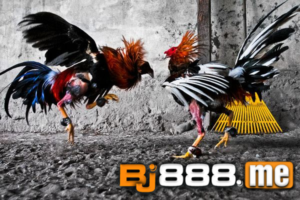 ĐÁ GÀ BJ88 