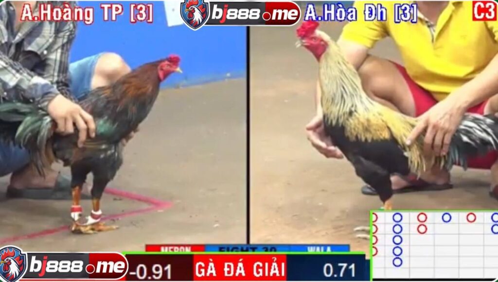 đá gà bj888