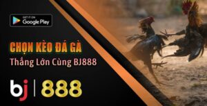 cách băng cựa gà đá hay nhất 2025
